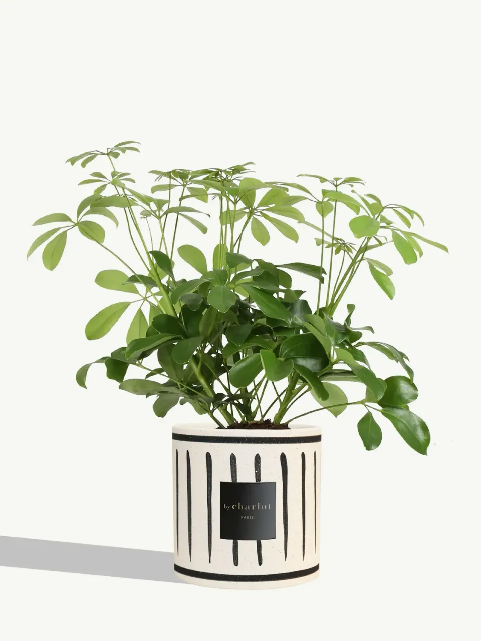 By Charlot La Pétillante plante céramique noire