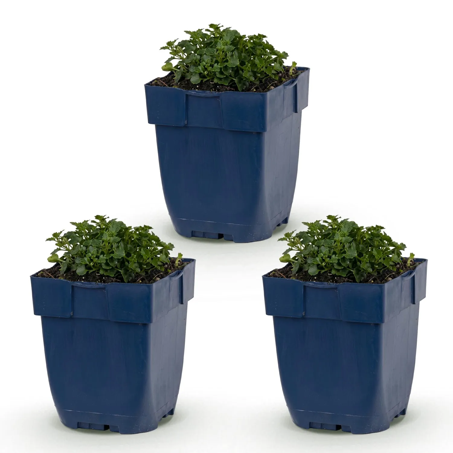 PLANT AND STORIES Campanule des murs couvre-sol 1 plant pot 11 cm