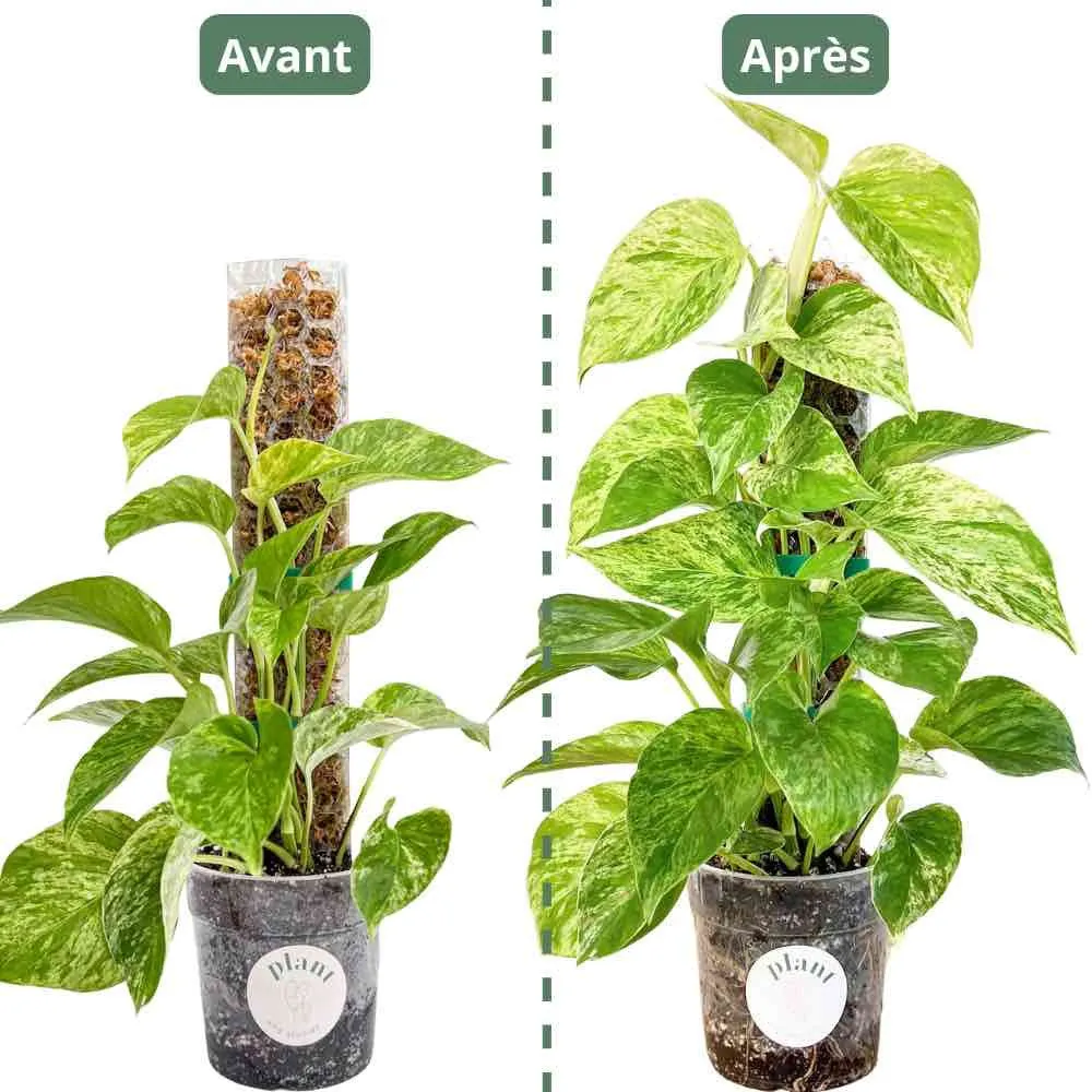 Plant and Stories tuteur transparent plantes x3 taille S