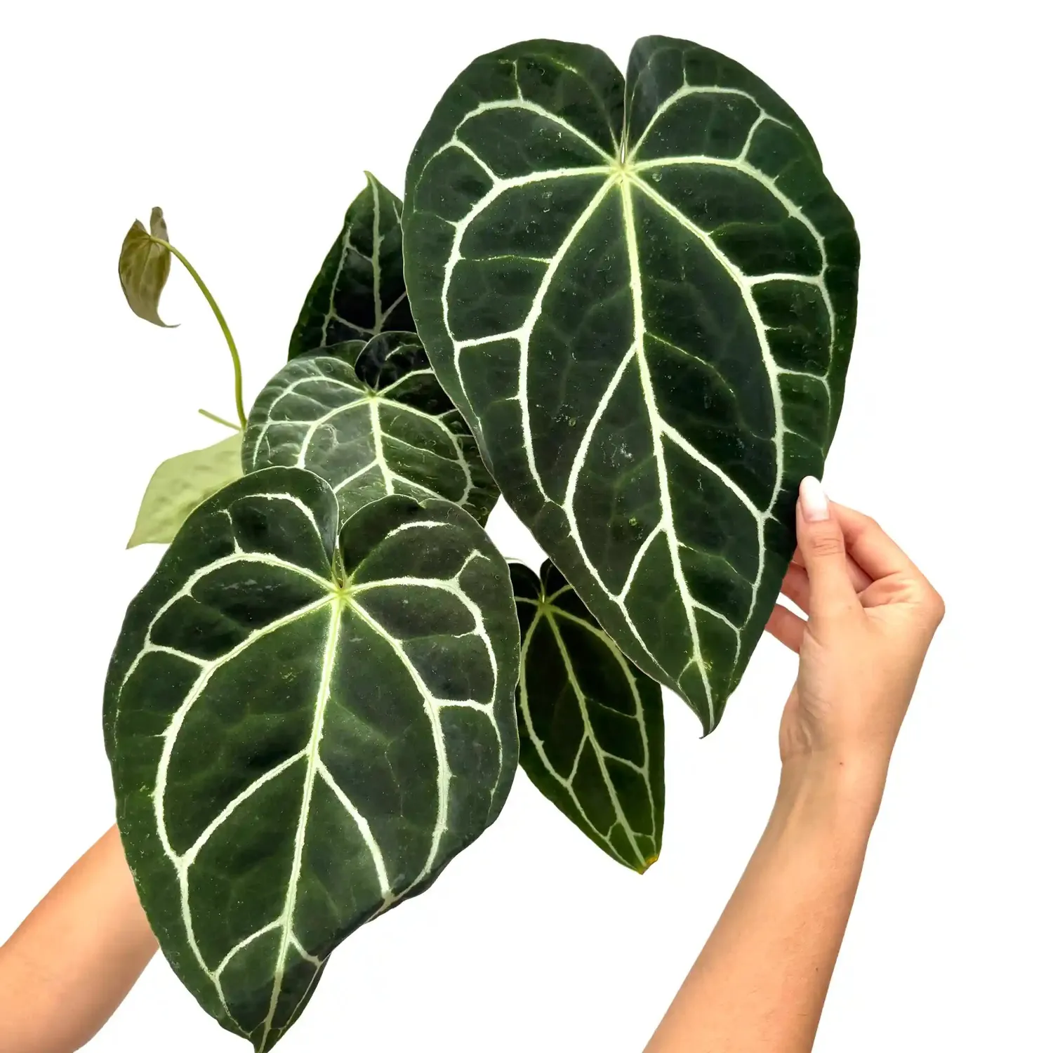 Plant and Stories Crystallinum anthurium pot 6 cm velours