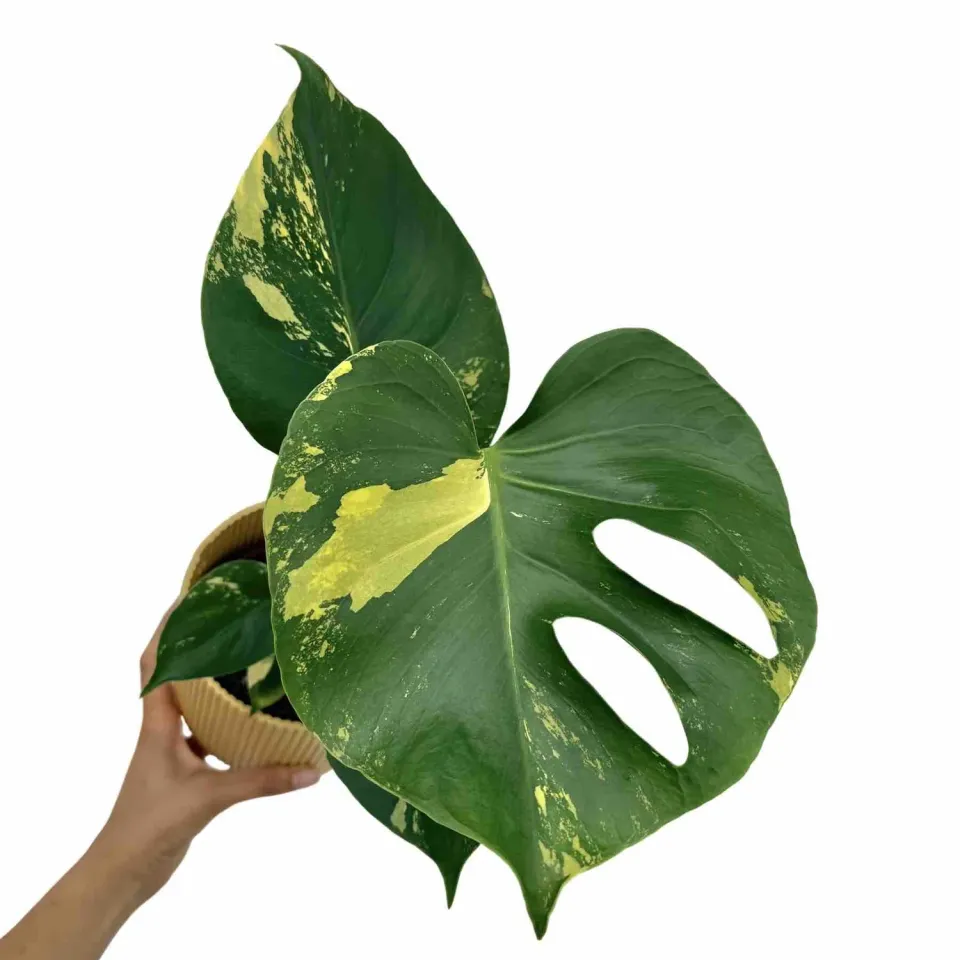 Plant and Stories Monstera Deliciosa Aurea plante d'intérieur pot 17cm panachée