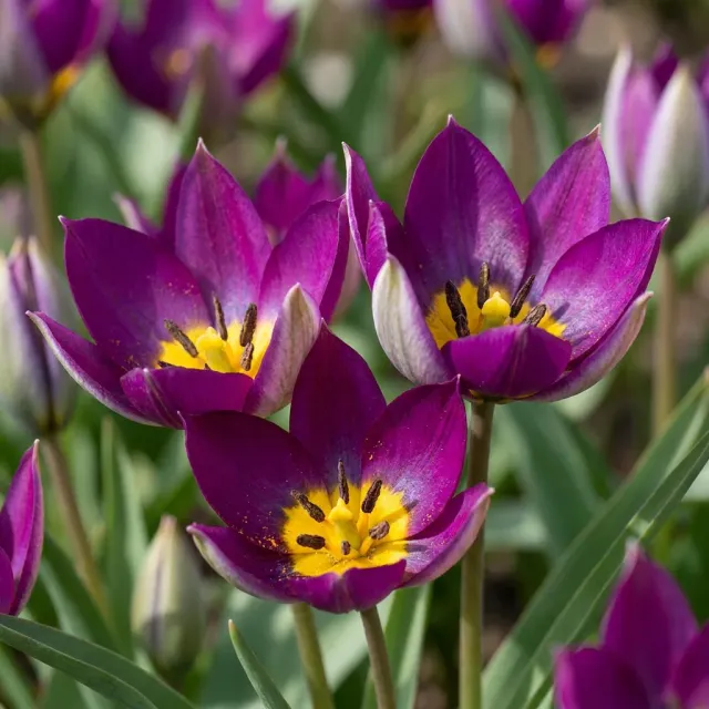 Plant and Stories Tulipe Persian Pearl bulbes 25 bulbes rose