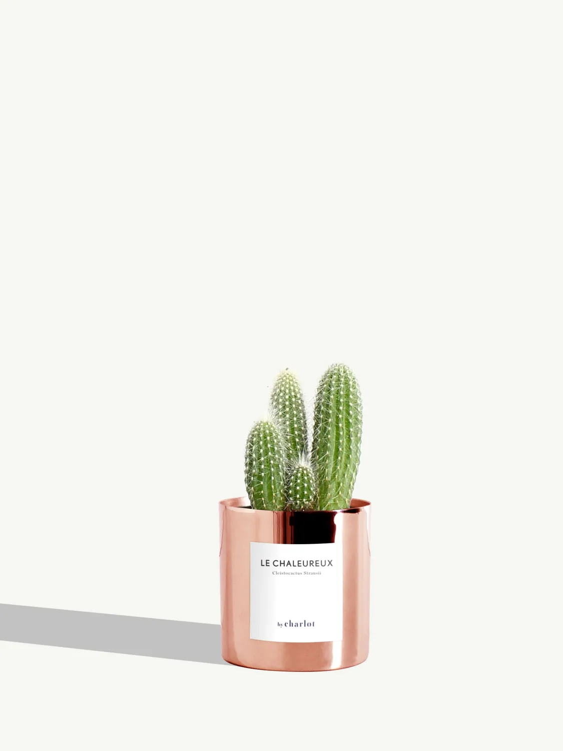 By Charlot Le Chaleureux cactus cierge XS pot 8 cm