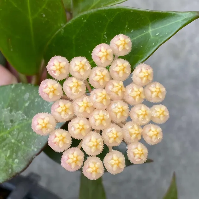 Plant and Stories Hoya Sunrise plante pot 6 cm feuilles soleil