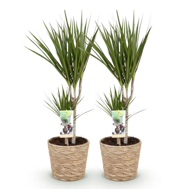 Plant and Stories Dracaena Marginata dragonnier lot 2 pot 17 cm