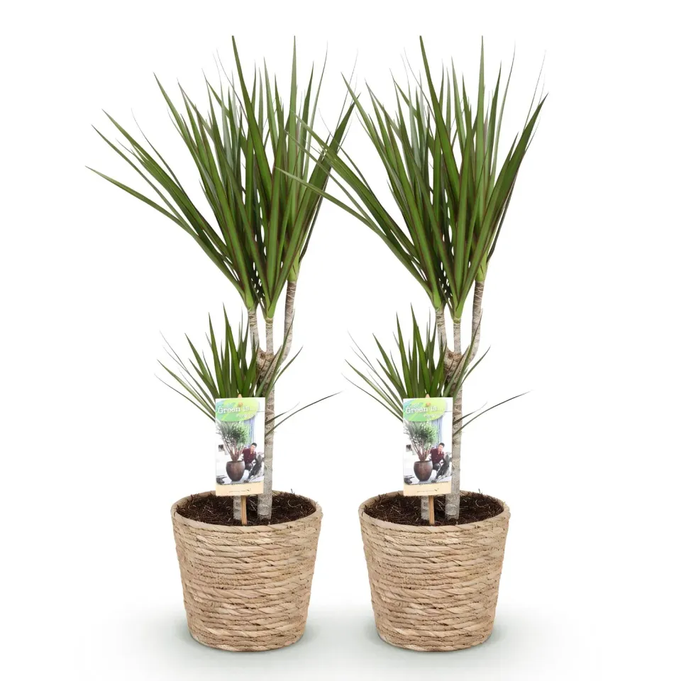 Plant and Stories Dracaena Marginata dragonnier lot 2 pot 17 cm