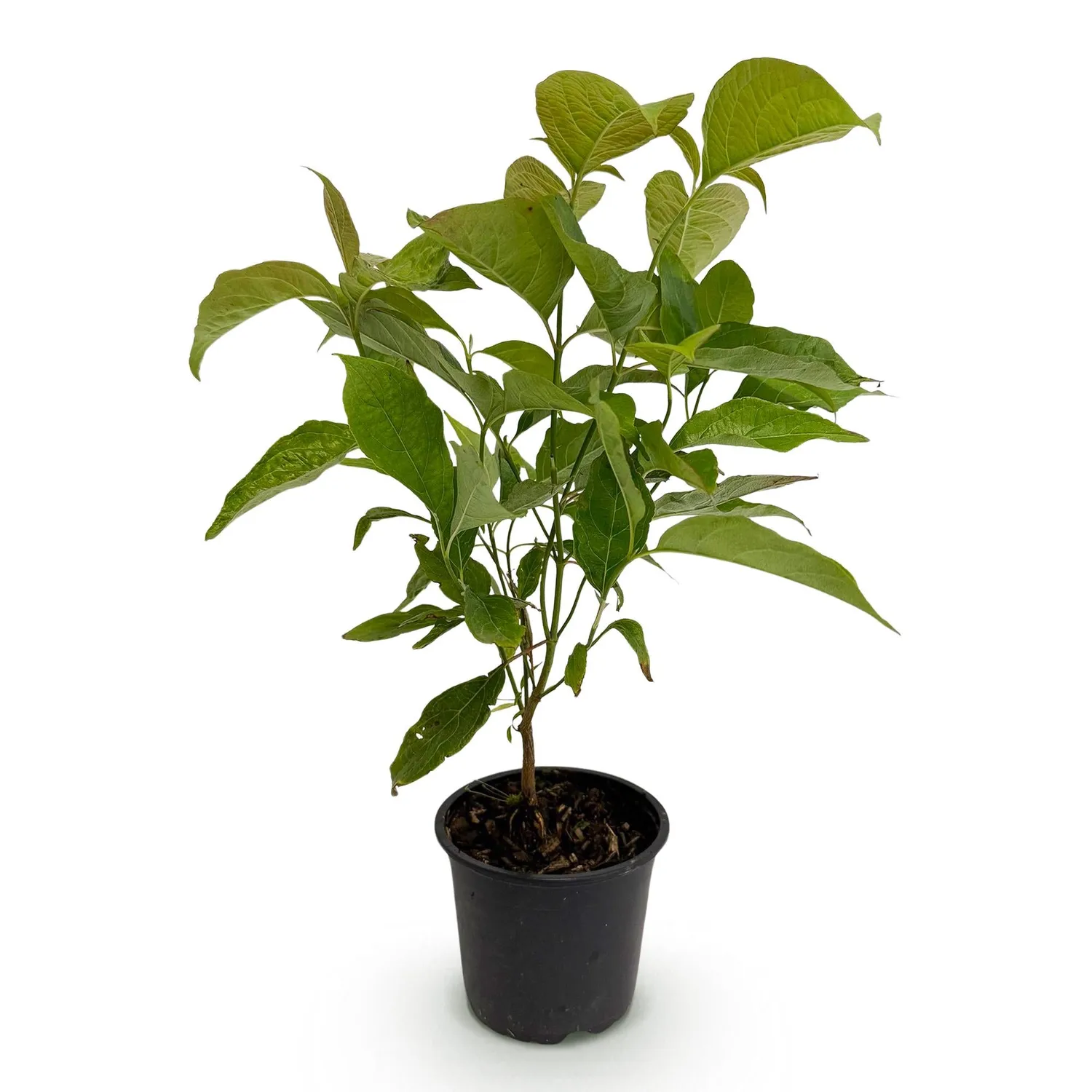 Plant and Stories Cornus Mas cornouiller arbuste pot 12 cm