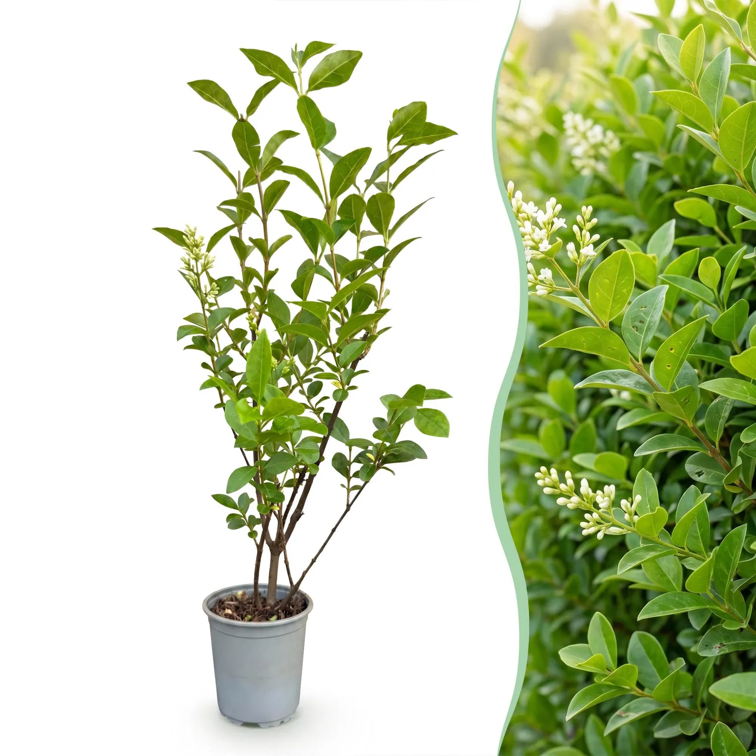 Plant and Stories Troène haie brise-vue 8 plants pot 9 cm