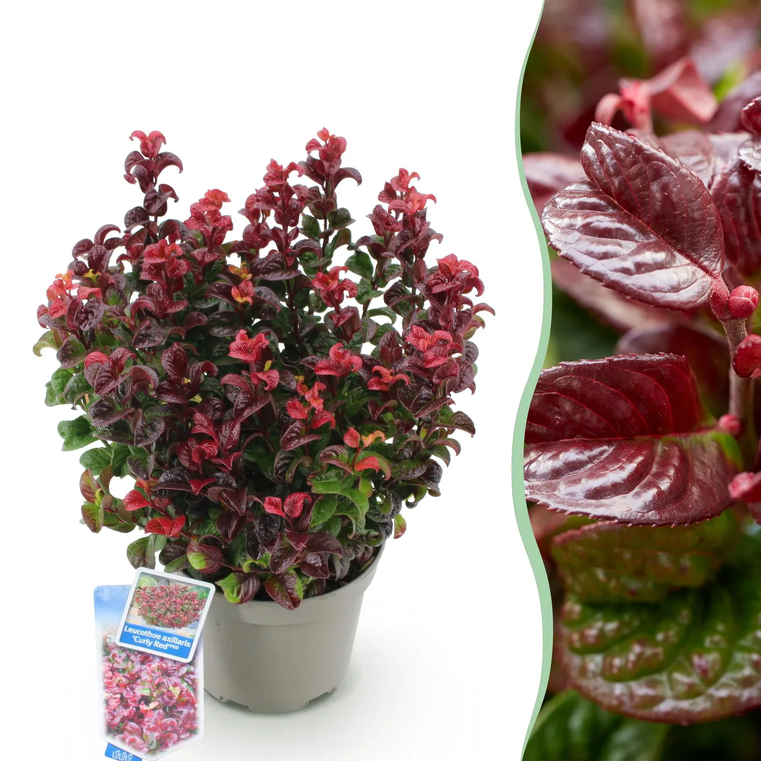 Plant and Stories Leucothoé Curly Red arbuste 1 plant persistant