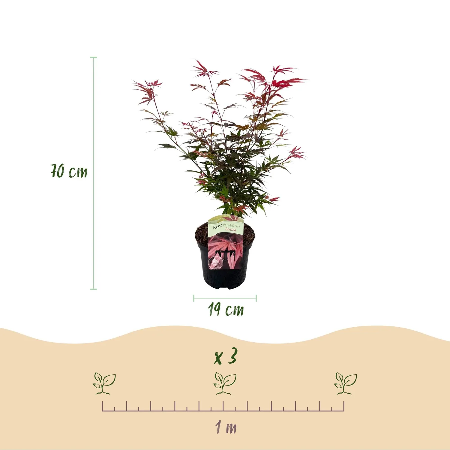 Plant and Stories Érable Shaina arbuste 1 plant pourpre compact