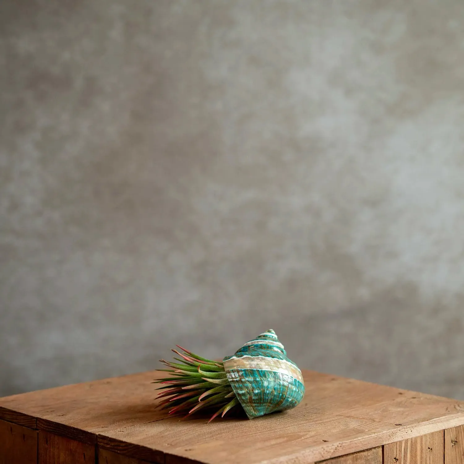 Airplantshop Coquillage vert plante aérienne Ionantha XL