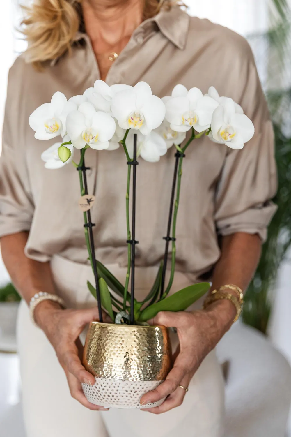 Plant and Stories orchidée Phalaenopsis blanche 9cm doré 40cm