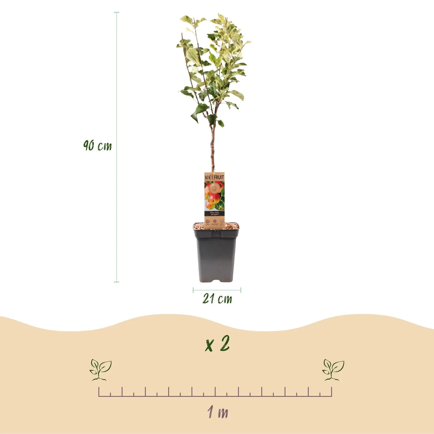 Plant and Stories Pommier Jonagold arbre fruitier 21cm 90cm