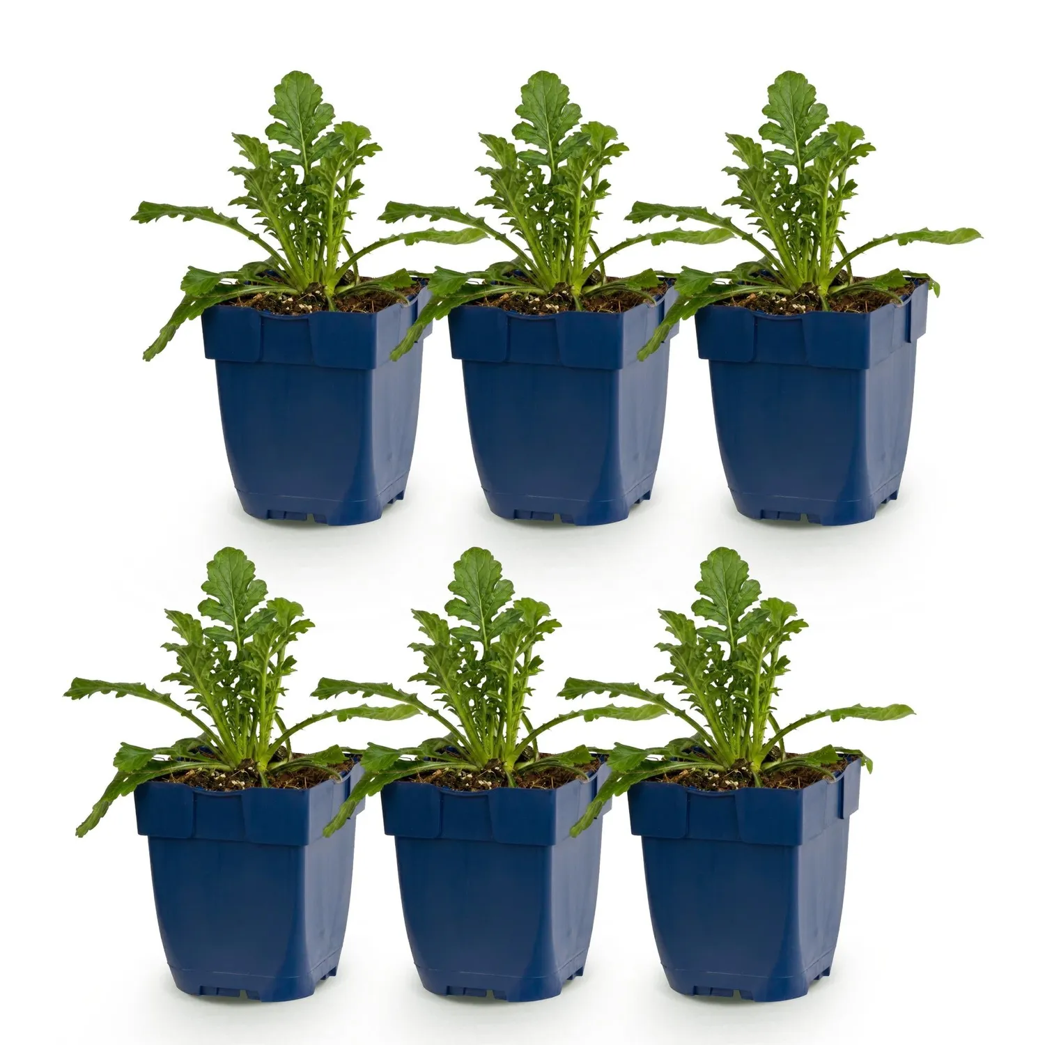 Plant and Stories Scabieuse Butterfly Blue vivace pot 11 cm bleue