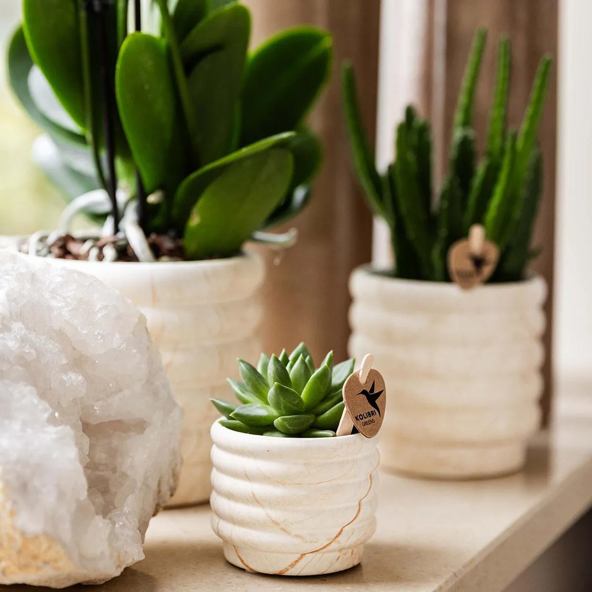 Plant and Stories Phalaenopsis Lausanne orchidée blanche coffret