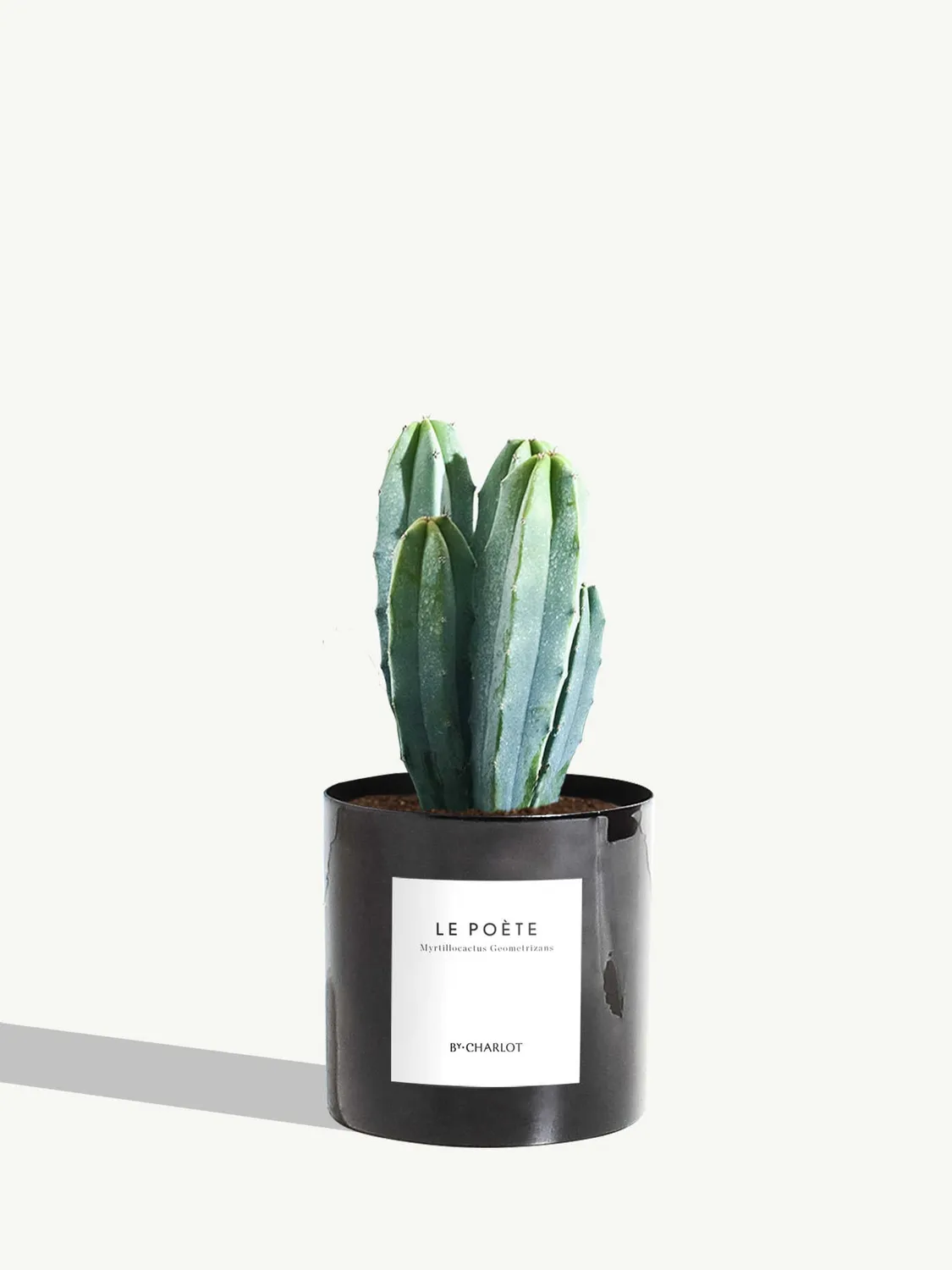 By Charlot Le Poète cactus myrtillocactus pot 10 cm