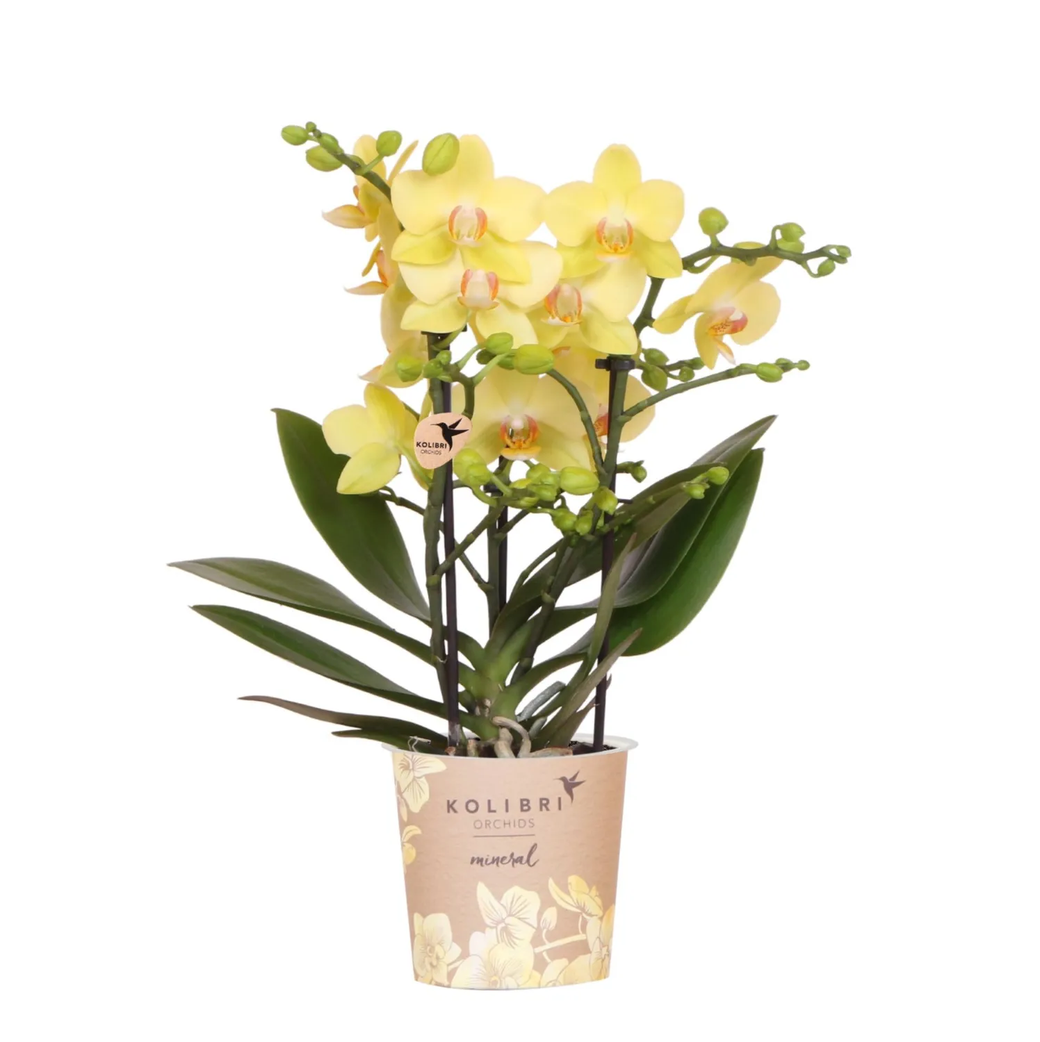 Plant and Stories Albenga orchidée jaune pot 9 cm sans cache-pot