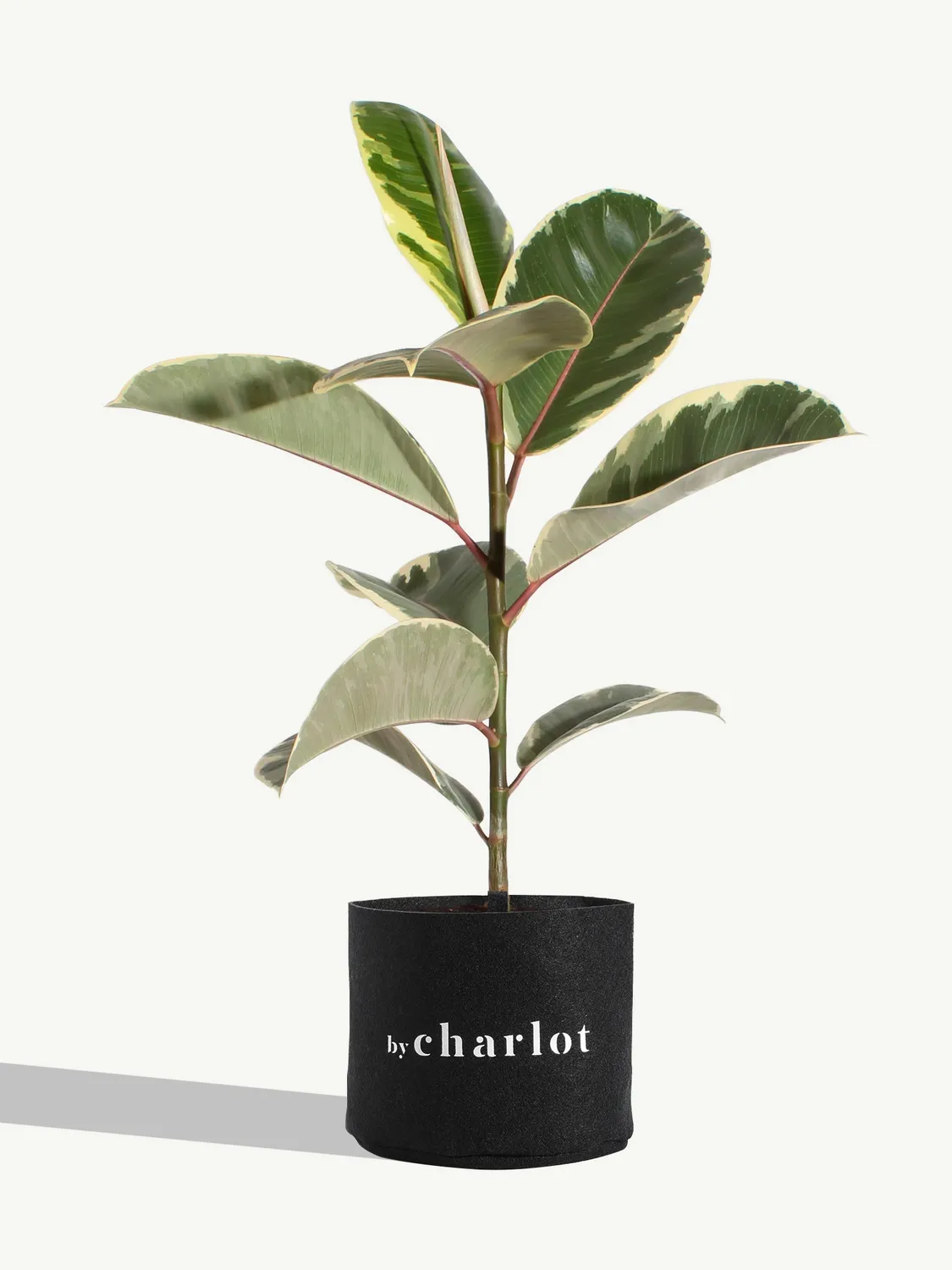 By Charlot Le Diplomate recharge ficus tineke 30 cm