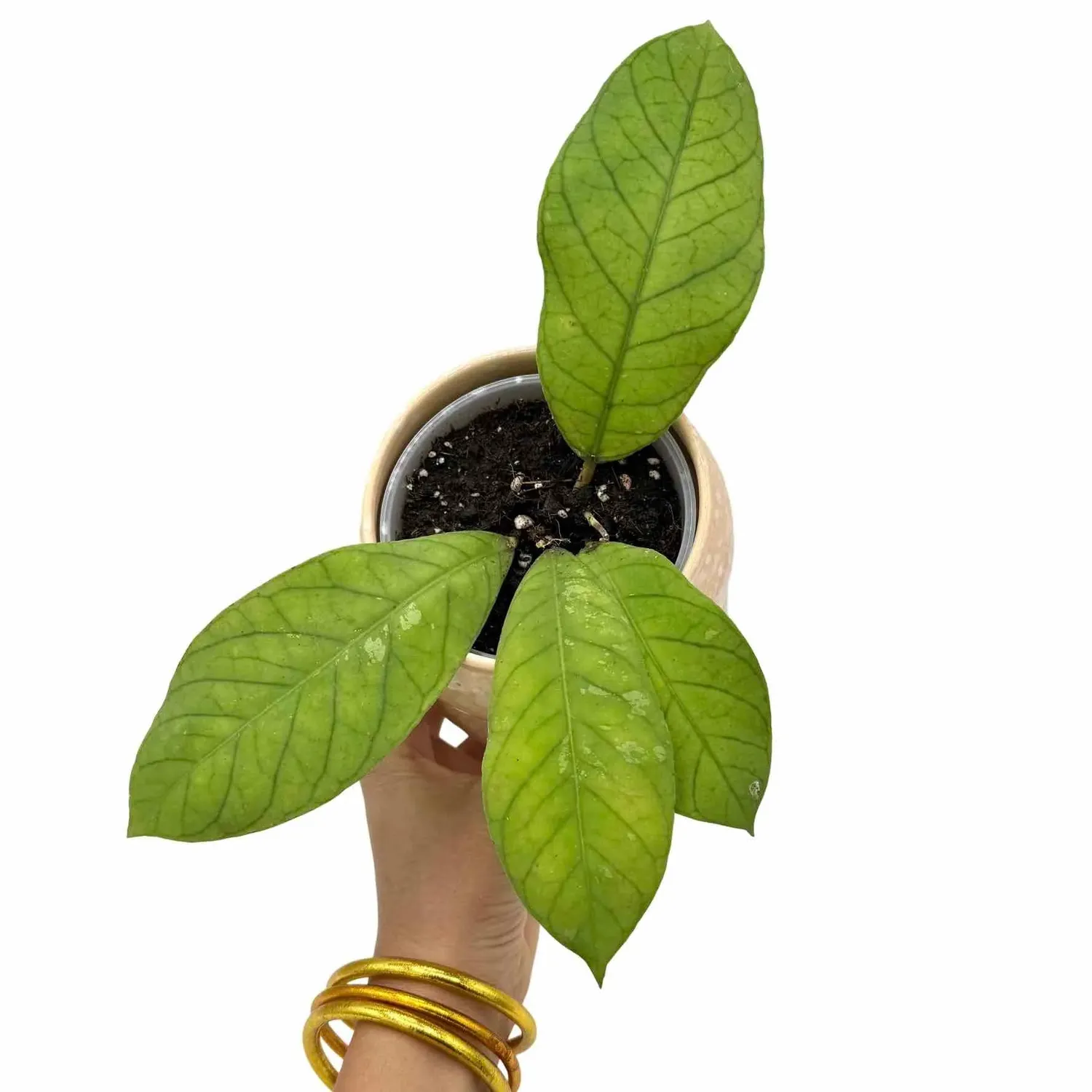 Plant and Stories Hoya sp Sabah EPC-961 plante pot 9cm velours