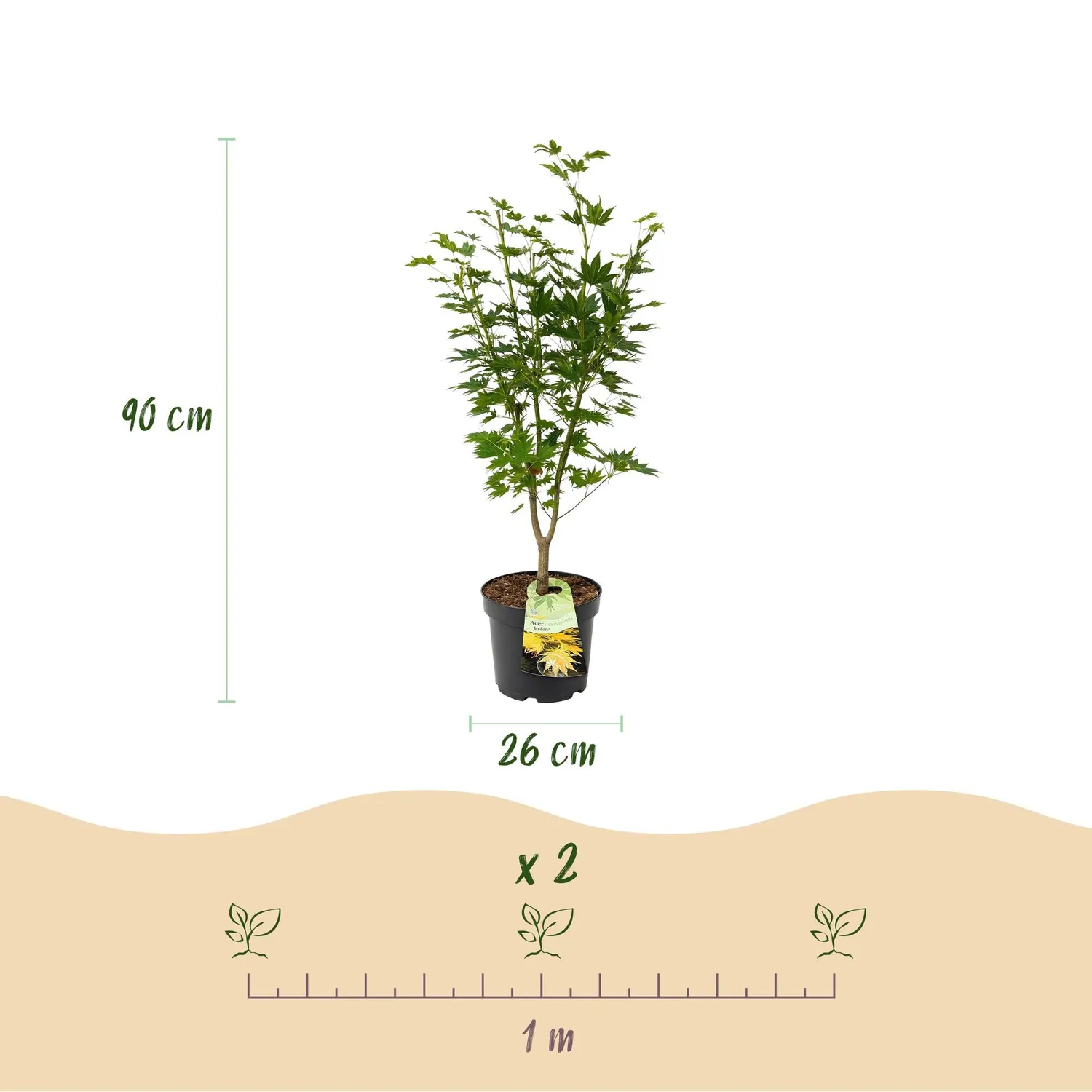 Plant and Stories Érable Jordan arbuste pot 26 cm 90 cm