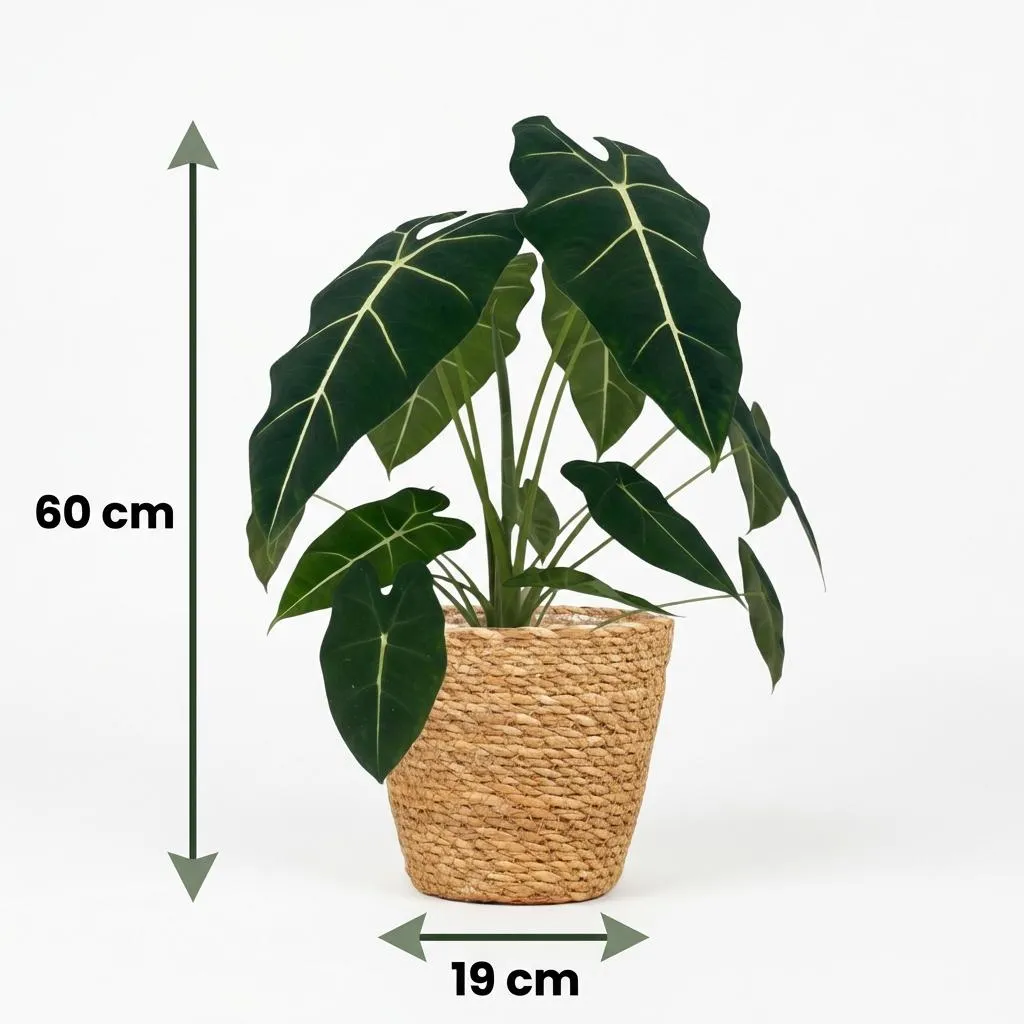 Plant and Stories Alocasia Frydek plante d’intérieur 60 cm velours