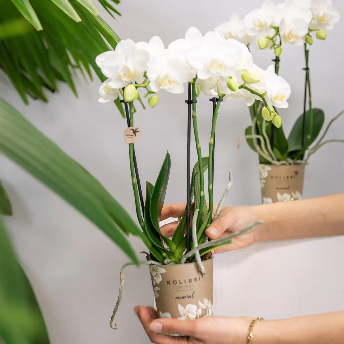 Plant and Stories Phalaenopsis amabilis orchidée blanche duo 2 pots 9 cm