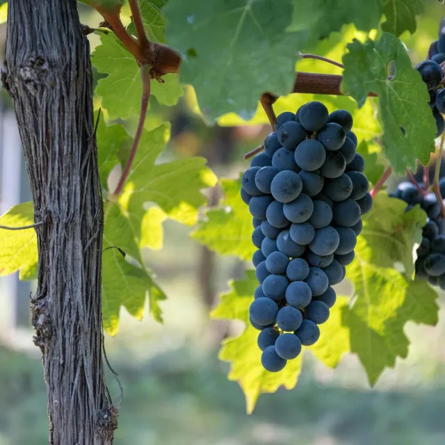PLANT AND STORIES Vigne Boskoop Glory 2 plants raisin bleu