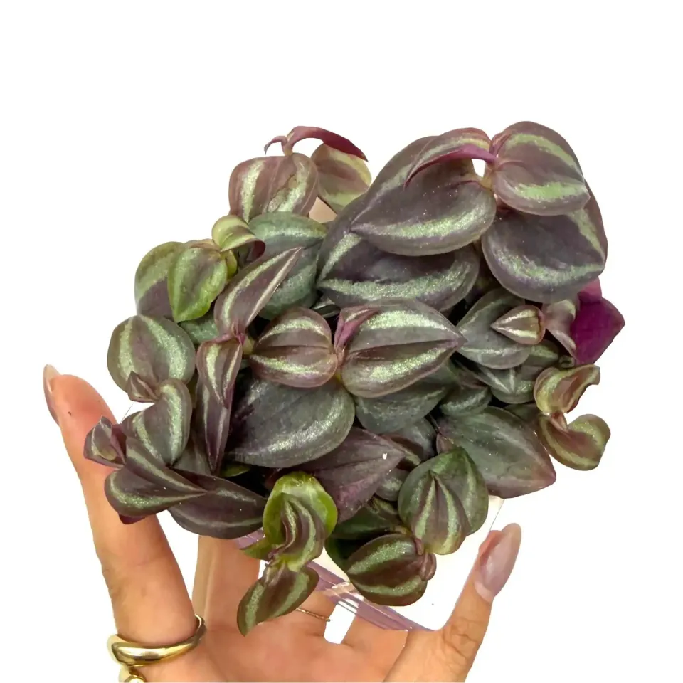 Plant and Stories Tradescantia Zebrina Pink Joy plante pot 6cm rose