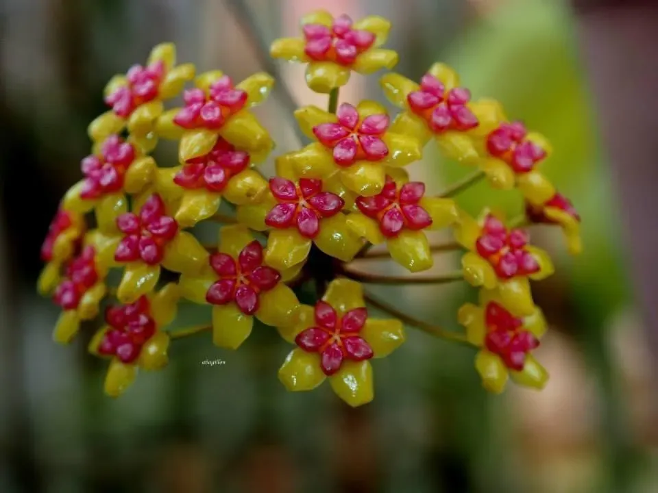 Plant and Stories Hoya Soligamiana plante d'intérieur pot 6 cm veloutée