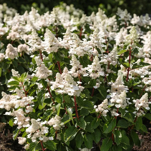 Plant and Stories Living Infinity hortensia arbuste 1 plant blanc-rose
