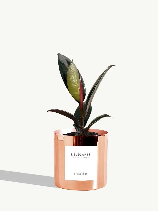 By Charlot L’Élégante plante métal cuivre lumineux