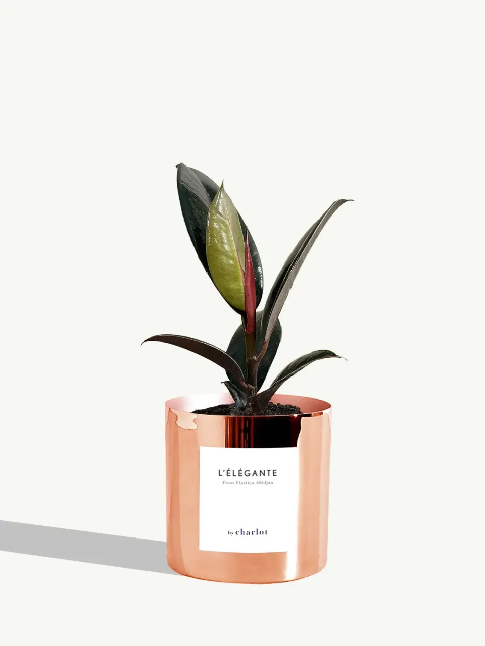 By Charlot L’Élégante plante métal cuivre lumineux