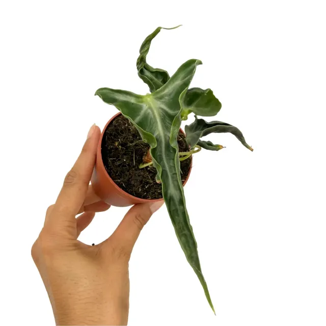 Plant and Stories Alocasia Loco plante pot 6 cm flèche