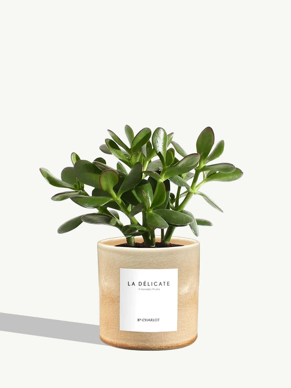 By Charlot La Délicate plante succulente pot 10 cm crassula