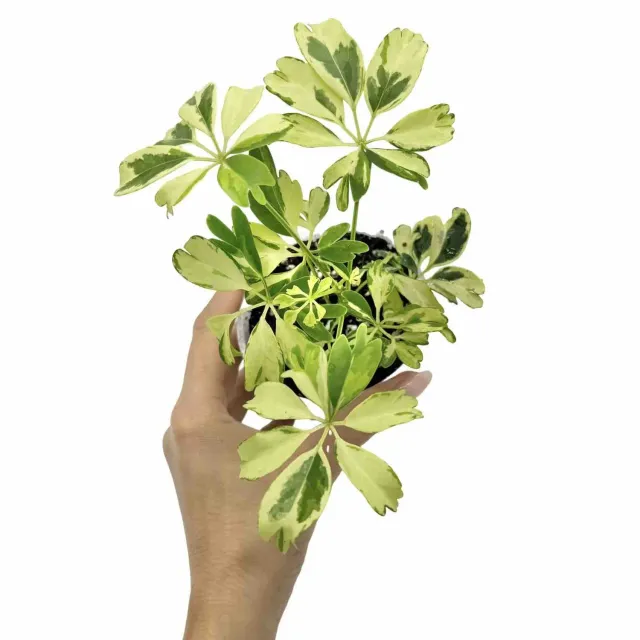 Plant and Stories Schefflera Janine plante d'intérieur 9cm panachée