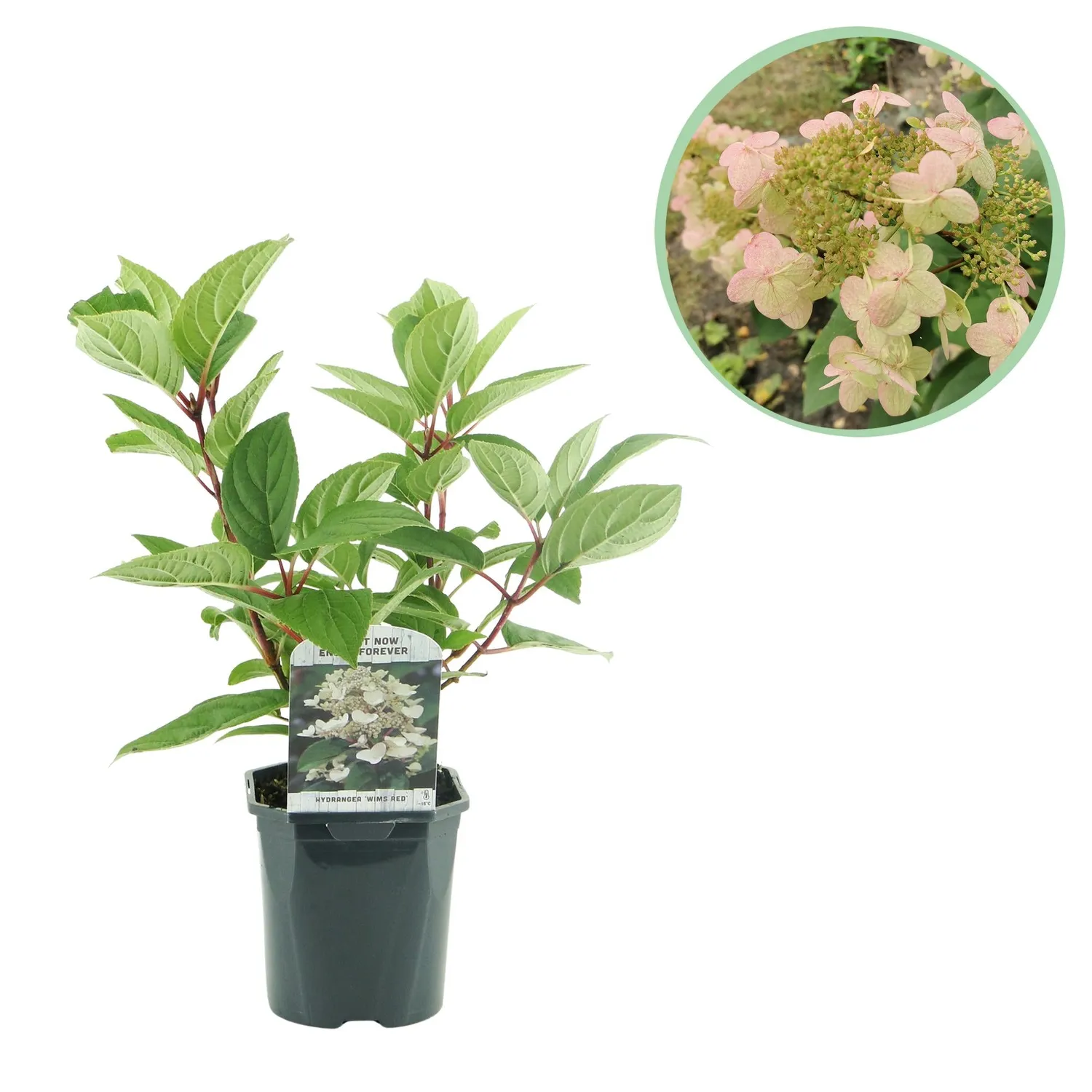 Plant and Stories Hortensia Wim's Red arbuste pot 17cm 1 plant