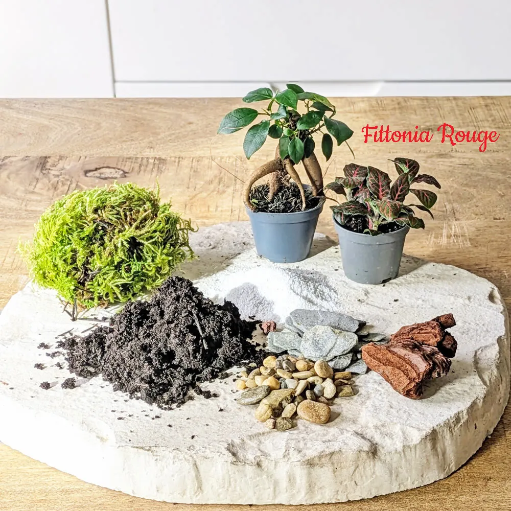 Réconciliation Végétale recharge terrarium moyen 2 plantes ficus