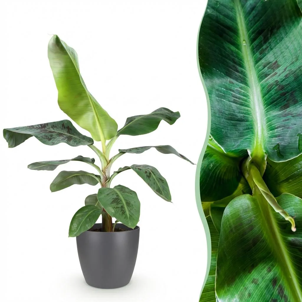 Plant and Stories Musa Nain Cavendish bananier pot 21 cm 70 cm