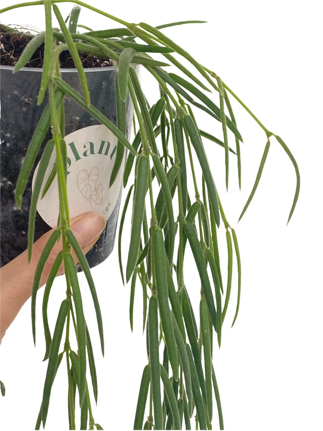 Plant and Stories Hoya Linearis pot 9 cm velouté
