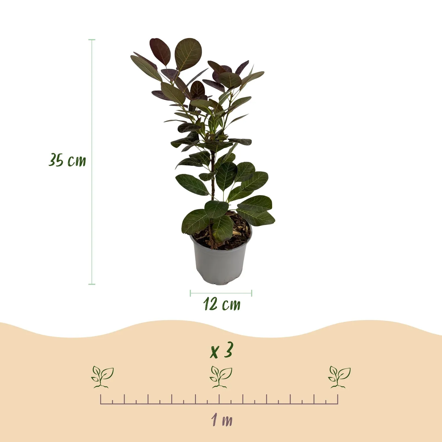 Plant and Stories Cotinus Arbre à perruque lot 3 pots pourpre