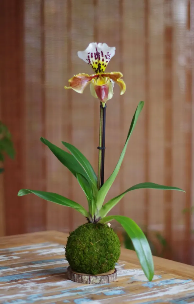 AQUAPHYTE Sabot de Vénus kokedama Ni orchidée fleur