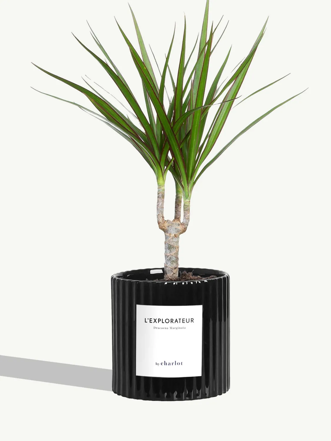 By Charlot L'Explorateur plante Dracaena pot 10 cm