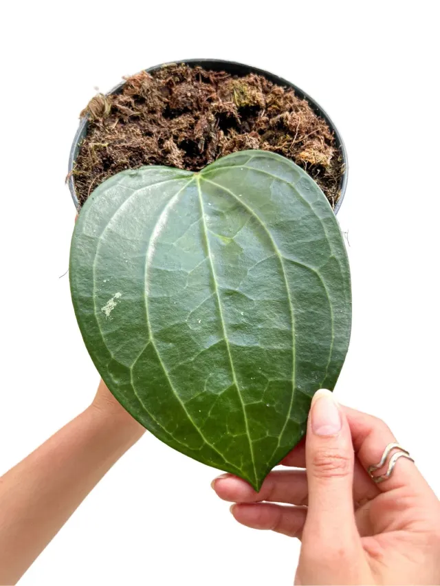 Plant and Stories Hoya Latifolia plante grimpante pot 12cm
