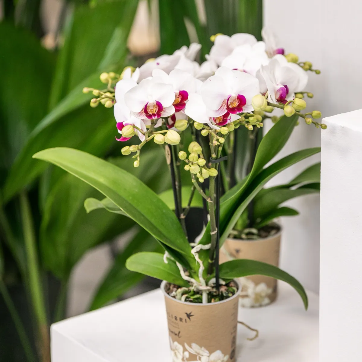 Plant and Stories Gibraltar orchidée blanche pot 9 cm