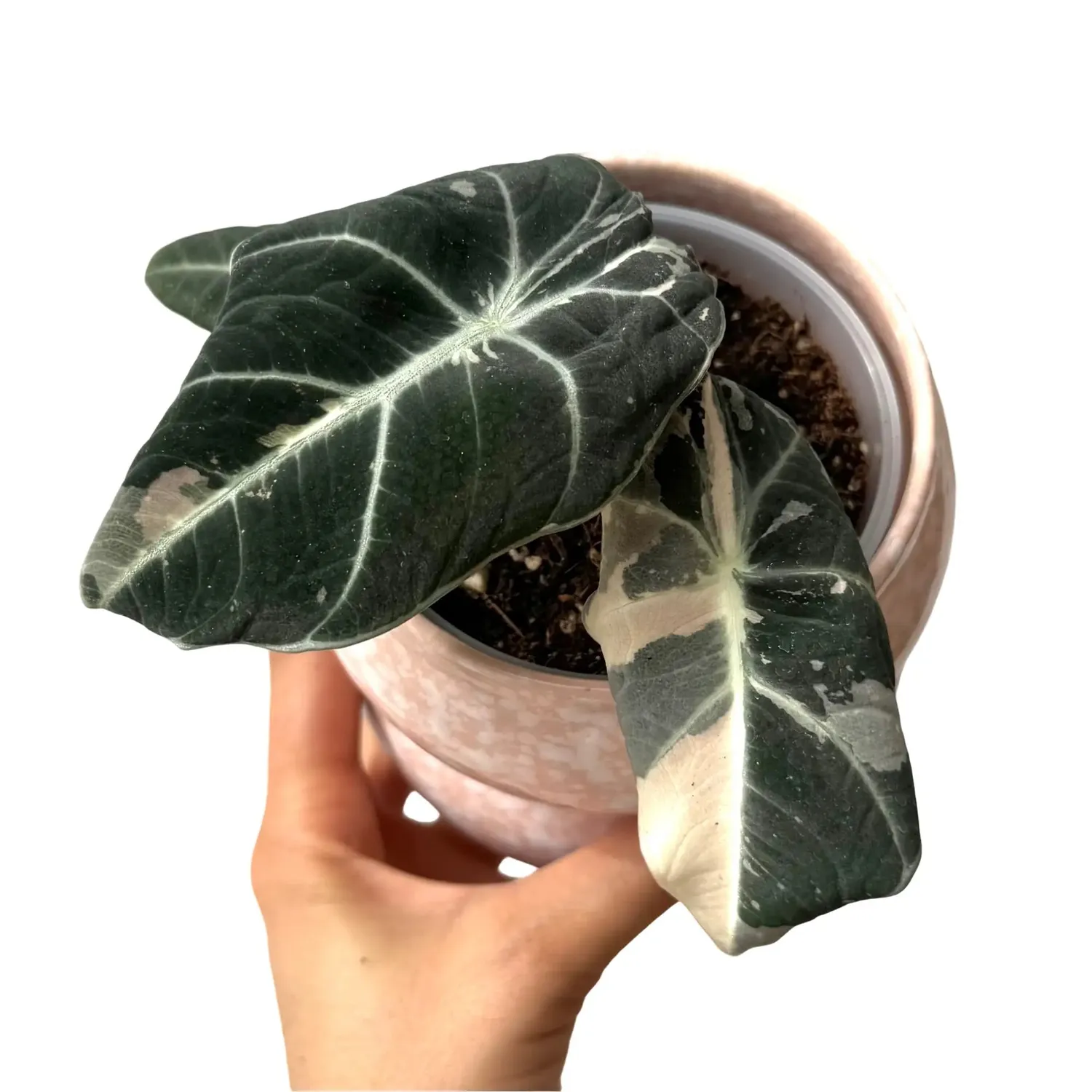 Plant and Stories Black Velvet Pink Variegata alocasia pot 6 cm