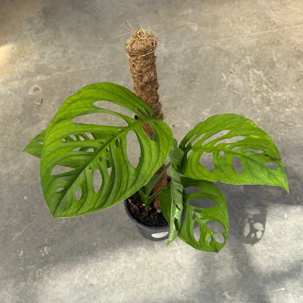 Plant and Stories Monstera Esqueleto plante intérieur pot 17cm 60cm
