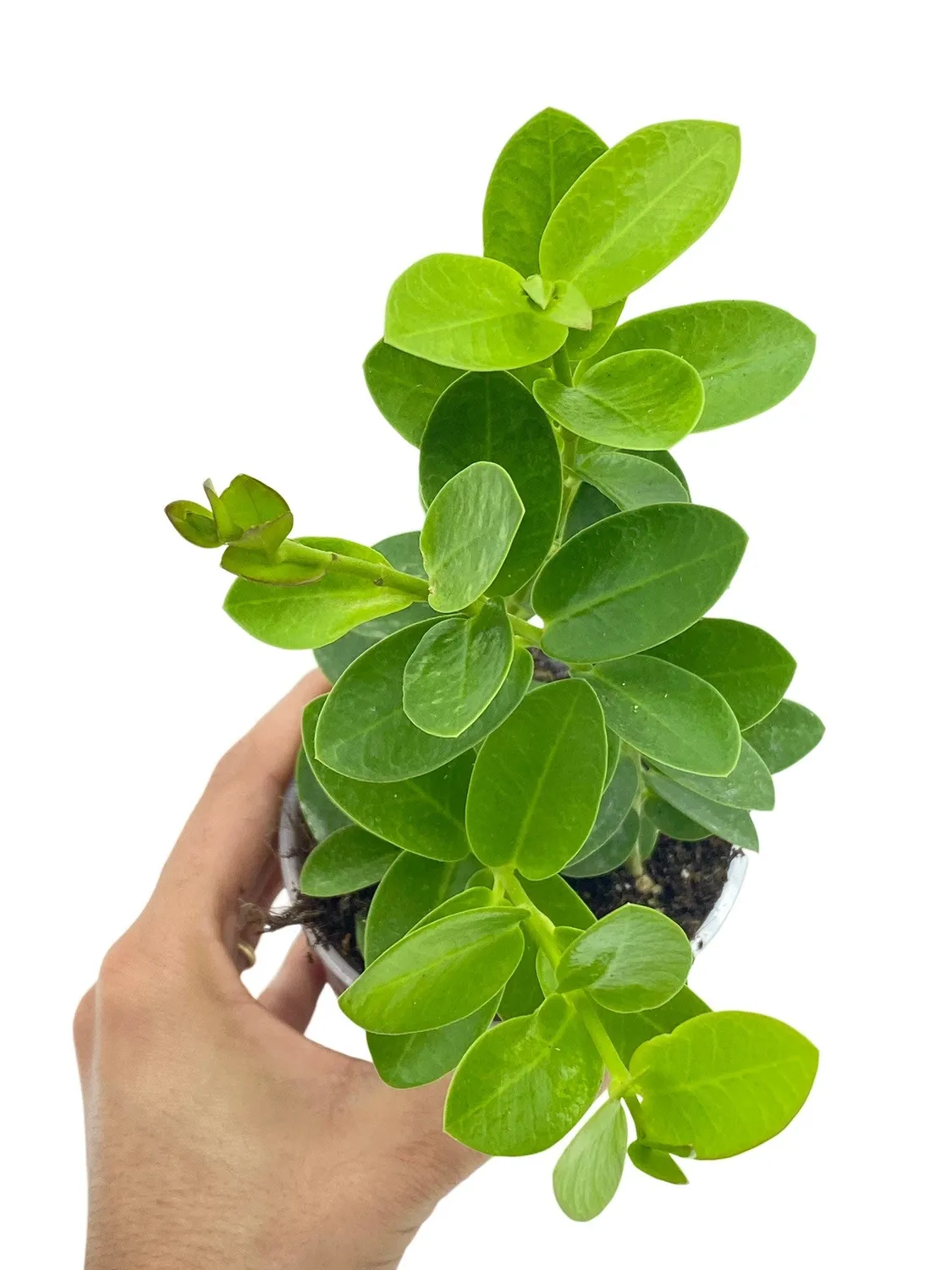 Plant and Stories Hoya Cumingiana plante pot 6cm fleurs parfumées