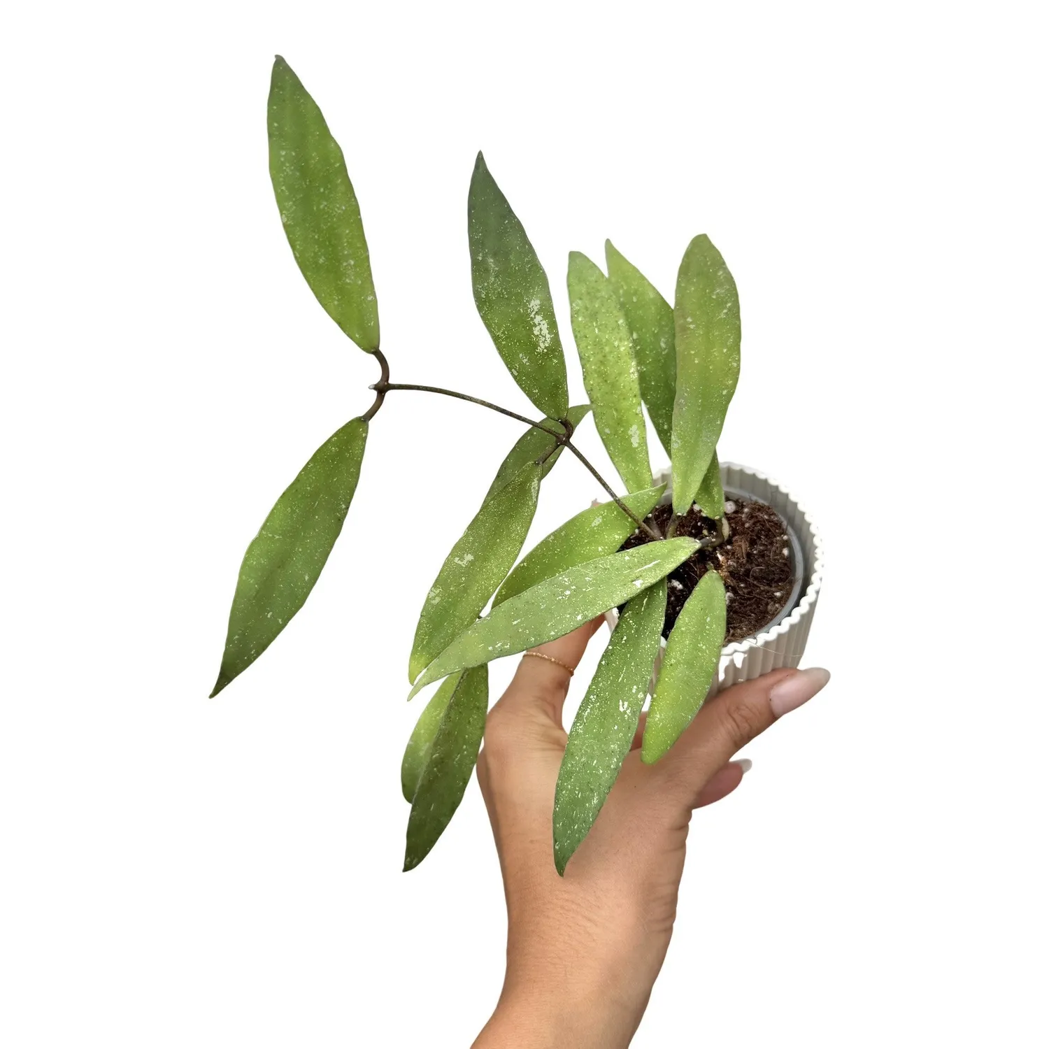 Plant and Stories Hoya Scortechinii UT001 plante fleur rose