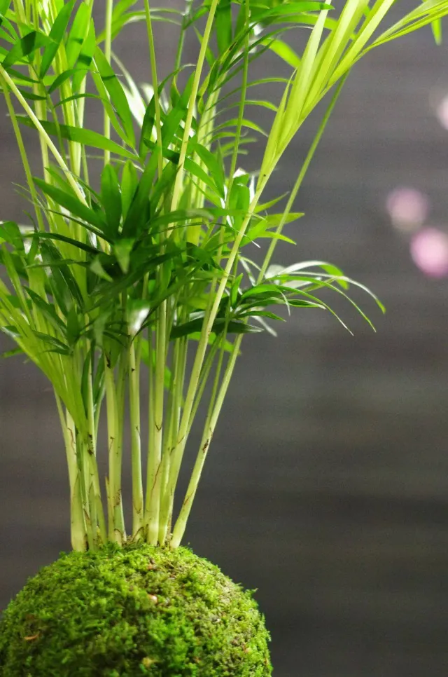 AQUAPHYTE Choco-darien San kokedama palmier nain dépolluant