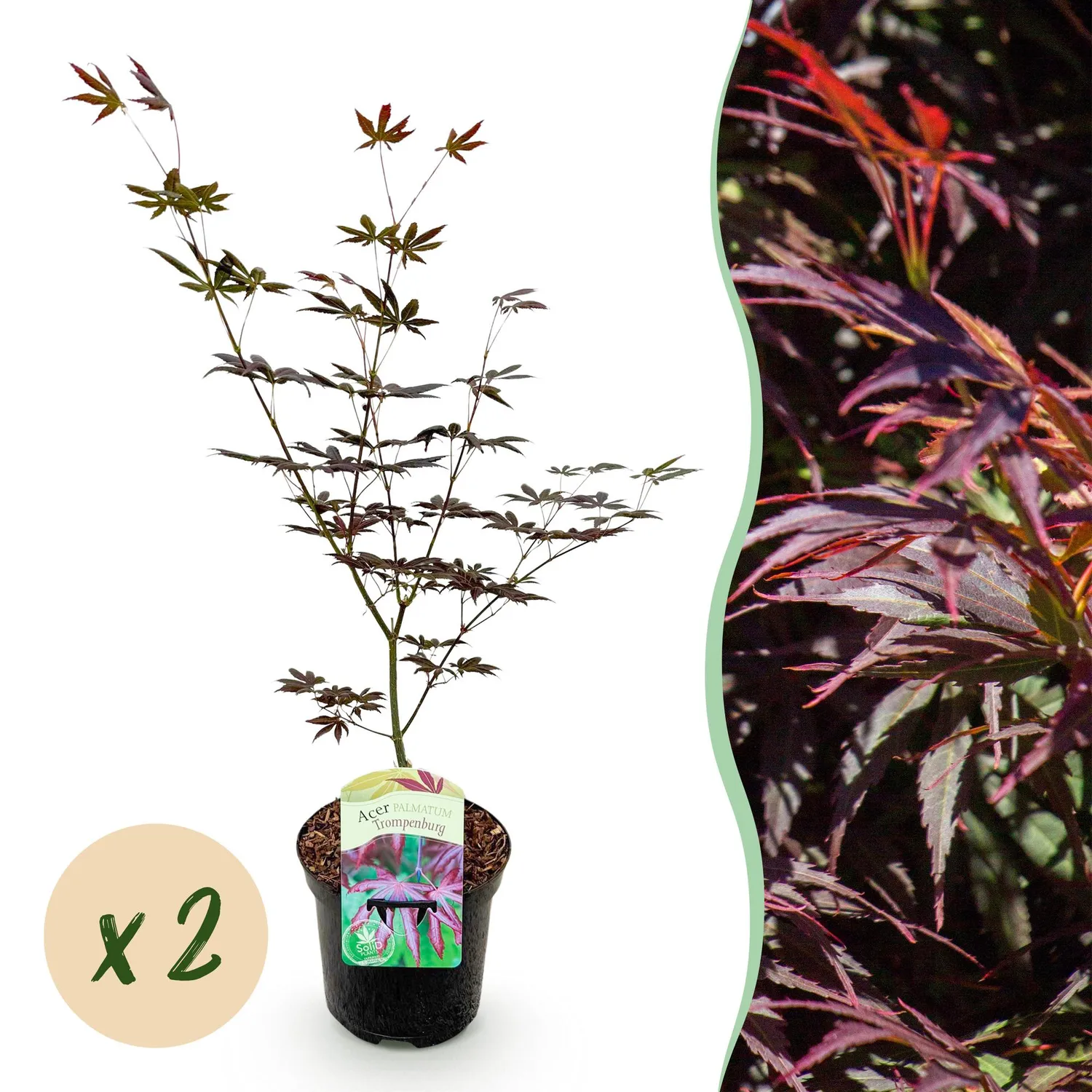 PLANT AND STORIES Érable Japon Trompenburg arbre pot 19 cm rustique